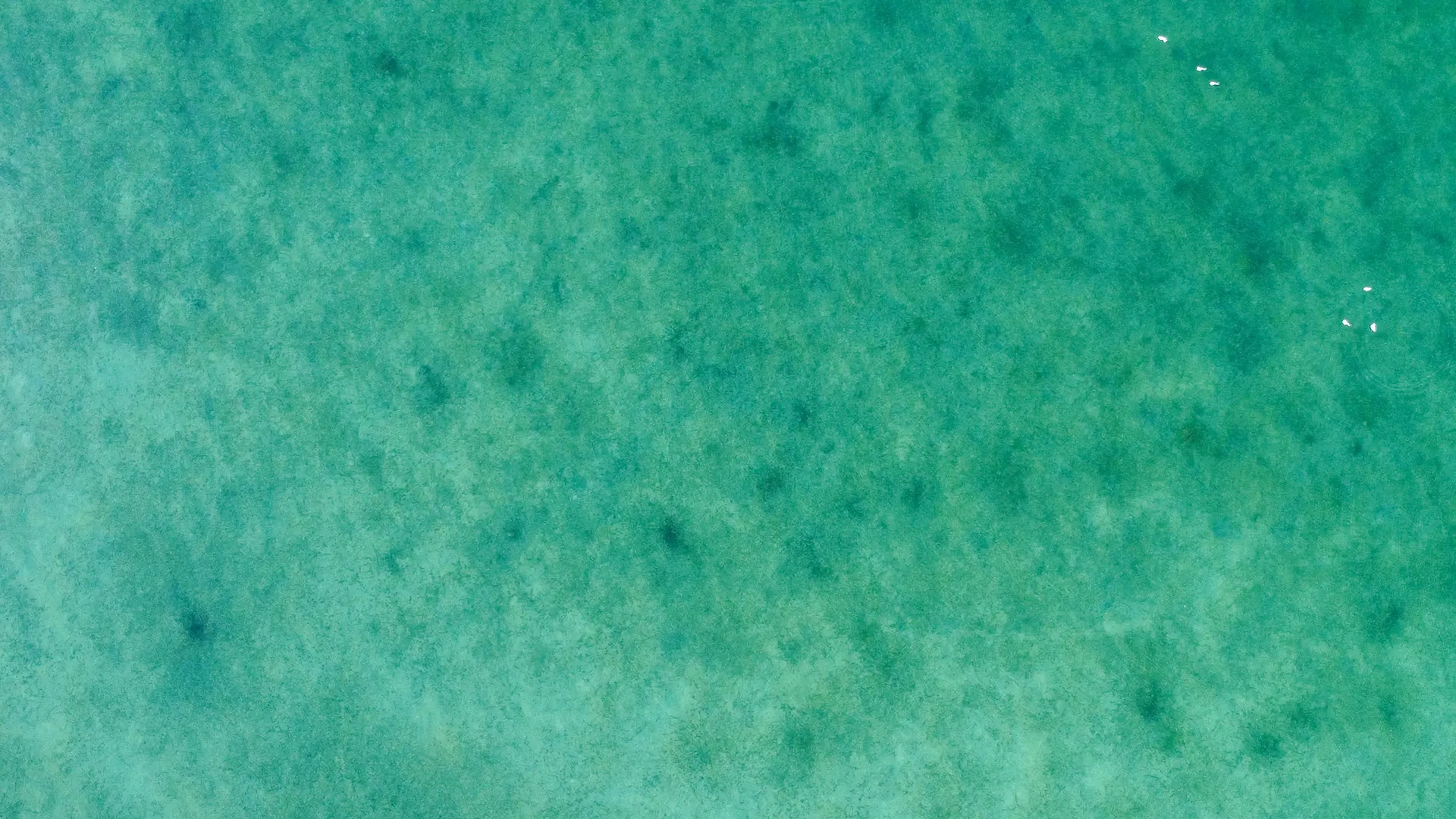 Aerial view of clear turquoise water with subtle textures, showing hints of marine vegetation and a few small white birds in the distance.