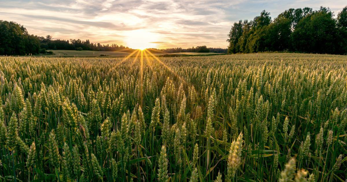 Cultivating solutions: Launch Workshop for the Agriculture MAT in Finland