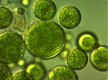 Alternative Proteins from Residual Streams