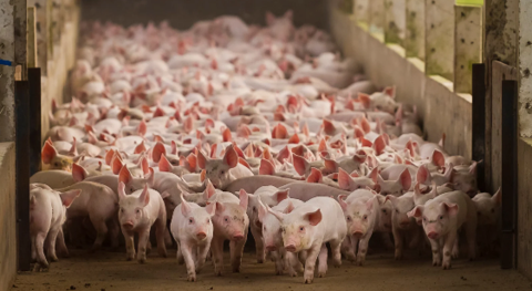 Best Practices in Livestock for Nutrient Management in the Region of Murcia