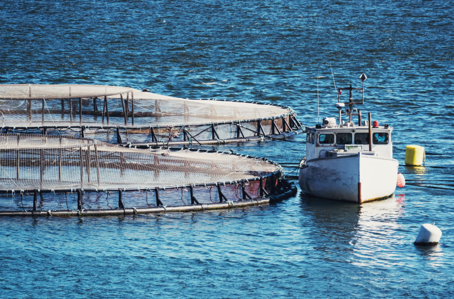 Best Practices in Aquaculture for Nutrient Management in the Region of Murcia