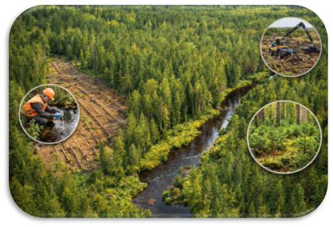 Improving Nutrient Use Efficiency in Forestry